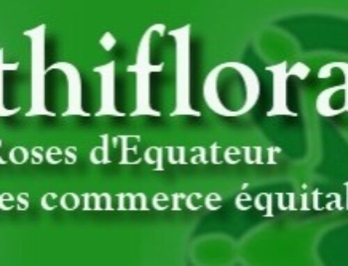 Ethiflora : roses de commerce equitable